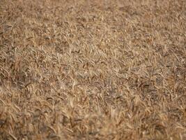 Field sown with wheat. Golden ears of wheat background wallpaper abstract texture photo