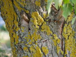 Xanthoria parietina lichen on tree trunk photo