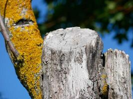 Xanthoria parietina lichen on a tree branch. photo