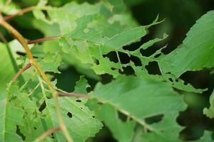 Tree leaves partly eaten by insects. The concept of gardening and plant pests photo