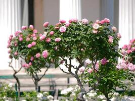 Pink hybrid tea rose bushes at the background of marble columns photo