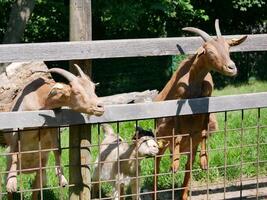 Three goats in a pen on a farm photo