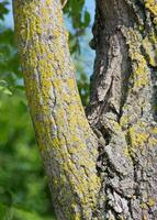 A Xanthoria parietina lichen on a tree branch. photo