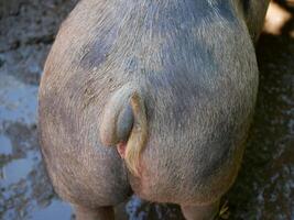 A pig tail close up photo