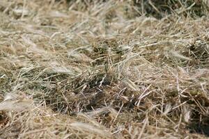 Mown grass for haymaking to feed farm animals. Textured abstract background photo