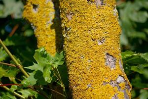 Xanthoria parietina lichen on tree branch close up photo