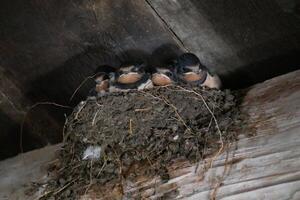 Swallow chicks in the nest photo