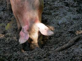 A farm pig digs its nose into a puddle mud photo