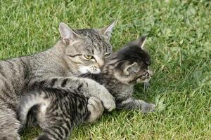 Domestic cat with kitten photo