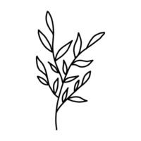Hand drawn branch with leaves, cute doodle illustration isolated on white background. Nature botanical element in monochrome outline style. vector