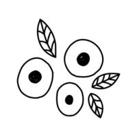 Cute berries with leaves, hand drawn doodle illustration isolated on white background. Winter botany in outline style. Monochrome nature element. vector
