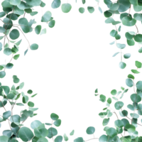 Eucalyptus Leaves Frame Against Transparent Background for Botanical Design Concepts png