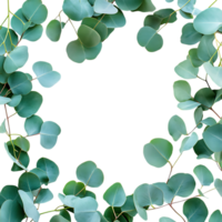 Fresh Eucalyptus Garland Frame Against Transparent Background for Botanical Borders png