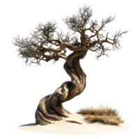 PNG Twisted Tree in Desert Landscape Against Transparent Background.