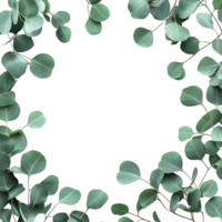 Eucalyptus Leaves Frame PNG Against Transparent Background for Greenery Border, Botanical Design, or Nature-Inspired Artwork