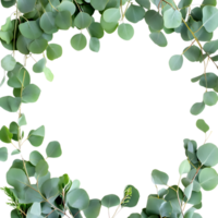 Eucalyptus Leaves Frame PNG Against Transparent Background for Greenery Border, Botanical Design, or Nature-Inspired Artwork