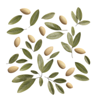 Almond and Leaf Closeup Top View - 3D Rendering png