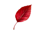 PNG White Paper with Red Leaves and a Red Leaf on It Against Transparent Background for Elegant Design Projects