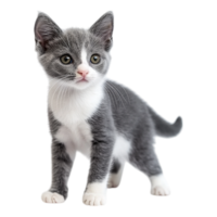 Portrait of a gray and white kitten with a playful stance on a transparent background png