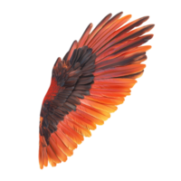 Wing Front View Isolated Against transparent Background png