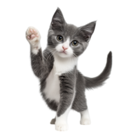 Portrait of a gray and white kitten with a playful stance on a transparent background png