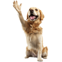 Playful High Five from a Happy and Cute Golden Retriever, Isolated on Transparent Background png