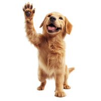 Playful High Five from a Happy and Cute Golden Retriever, Isolated on Transparent Background png