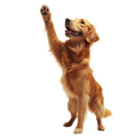 Playful High Five from a Happy and Cute Golden Retriever, Isolated on Transparent Background png