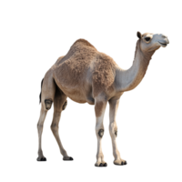 Camel on a transparent background png
