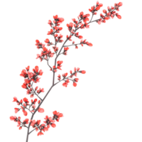 PNG Beautiful Spring Blooming Barberry Branches against transparent Background for Nature-Themed Art, Floral Decorations, or Spring Projects