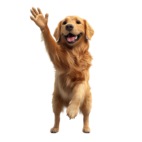 Playful High Five from a Happy and Cute Golden Retriever, Isolated on Transparent Background png