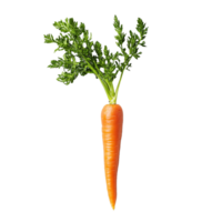 Carrot on a transparent background png
