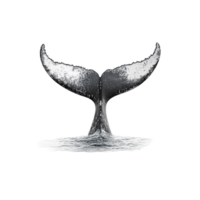 Whale tail above transparent on a white background png