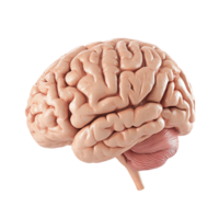 3D side view of a brain isolated on a transparent background png