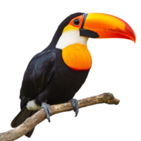 image of a toucan perched on a branch against a transparent background png