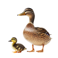Duck with Duckling on transparent background png