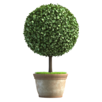image of a spherical topiary in a pot on a transparent background png