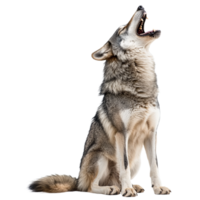 Wolf howling against a transparent background png