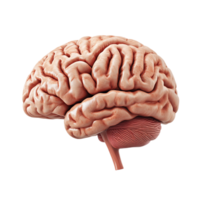 3D side view of a brain isolated on a transparent background png
