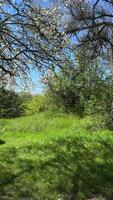 A tree with early spring growth surrounded by fresh green grass in a quiet, sunny park setting in Moldova. High quality 4k footage video