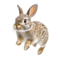 rabbit running on a transparent background png