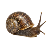 image of an isolated snail on a transparent background png