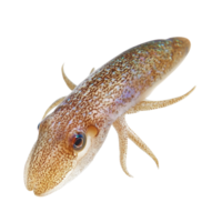 image of an isolated squid on a transparent background png