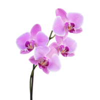 orchids flower on a transparent background png