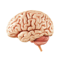 3D side view of a brain isolated on a transparent background png