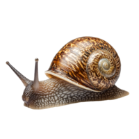 image of an isolated snail on a transparent background png