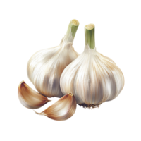 Garlic on transparent background png