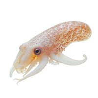 image of an isolated squid on a transparent background png