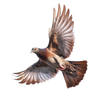 Dove Flying on transparent background png