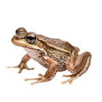 Common Frog on transparent background png